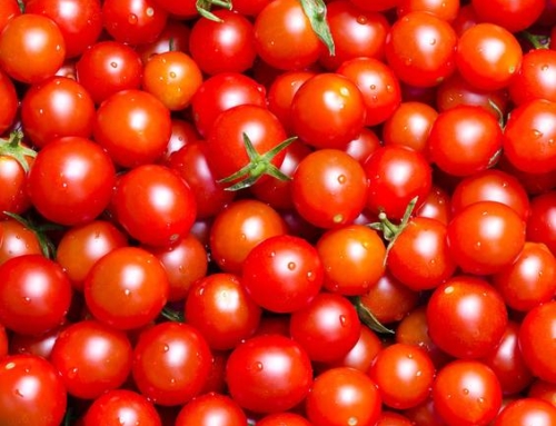 Dans les news, on en parle… Les tomates cerises, inventées en Israël.